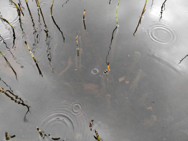 Rytinkijärvi (61.522.1.001)-Valtakunnallinen sinileväseuranta (Rytinkisalmi)-ObsIMG-202307040948-64a3c16916699.png