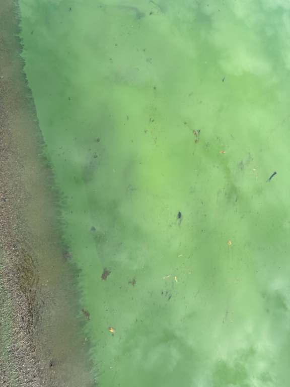 Ukonvesi (Saimaa) (04.151.1.001)-Koivukummunpolku-ObsALG-202309081649-64fb25e940793.png