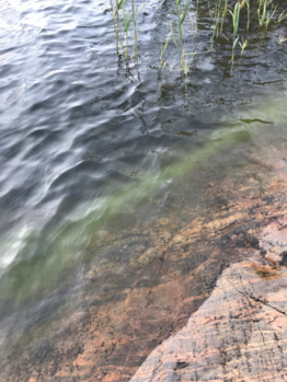 Dragsvik-Rotarien sinileväseuranta (Högholmen)-ObsIMG-202308022000-64ca8b738328c.png