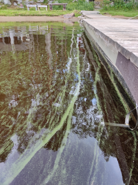 Tiedosto:Korhosjärvi (42.077.1.006)-Isosaaren ranta-ObsALG-202106250907-60d5acabe3ece.png