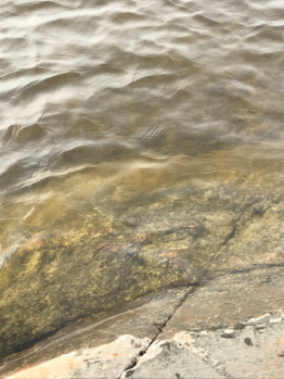 Dragsvik-Rotarien sinileväseuranta (Högholmen)-ObsIMG-202206081831-62a0c10e642c9.png