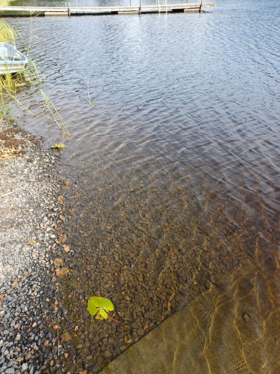 Iso-Lano (35.833.1.001)-Rotarien sinileväseuranta (Lanonpohja)-ObsALG-202508121502-1755030015321.png