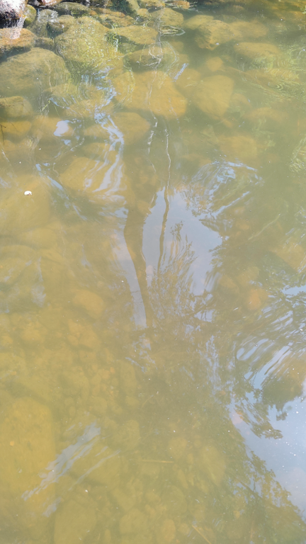 Lohjanjärvi (23.021.1.001)-Havaintopaikka 5-ObsALG-202406281440-667ea1596945b.png