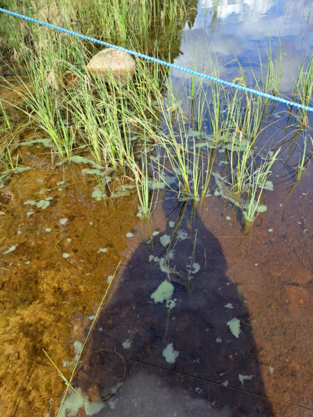 Tiedosto:Särkilampi (65.393.1.022)-Havaintopaikka 1-ObsALG-202307271044-64c22108664ad.png