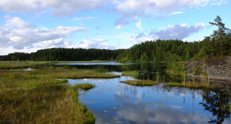 Stora Masungtrasket2.jpg