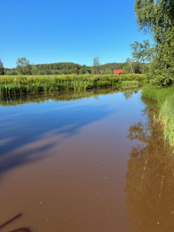 Teuronjoen alaosan alue (35.831)-Rotarien sinileväseuranta (Teuronjoki)-ObsLEVEL-202507090957-1752045522073.png