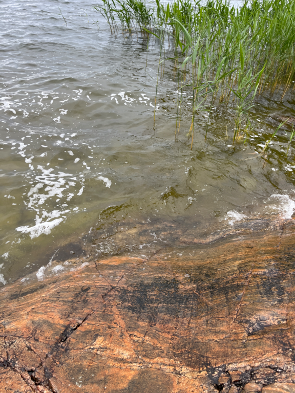 Dragsvik-Rotarien sinileväseuranta (Högholmen)-ObsIMG-202506170911-1750140775219.png