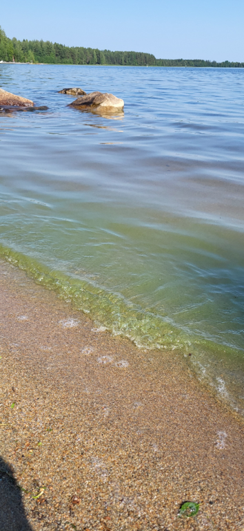 Juojärvi (04.711.1.004)-Kojanlahti-ObsALG-202507121541-1752324251682.png