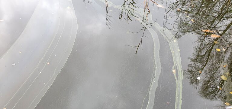 Kirmusjärvi (23.024.1.002)-Havaintopaikka 1-ObsIMG-202010311407-55.jpg