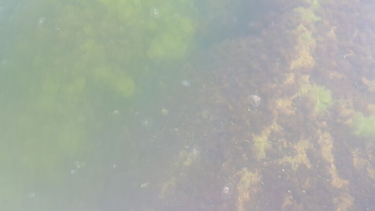 Hangon läntisen selän ulkosaaristoalue-Klovaskär-ObsIMG-202008081321-41.jpg