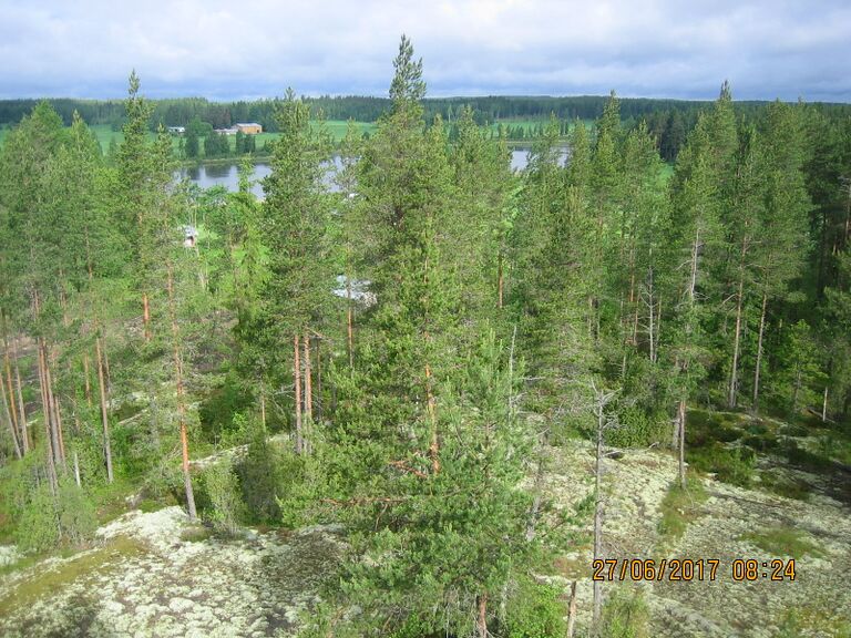 Kurkelan lintutornista.JPG