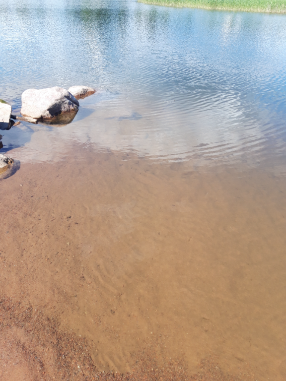 Pyhäjärvi (34.031.1.001)-Valtakunnallinen sinileväseuranta (Katismaan uimaranta)-ObsALG-202206211458-62b1b2bc1981d.png