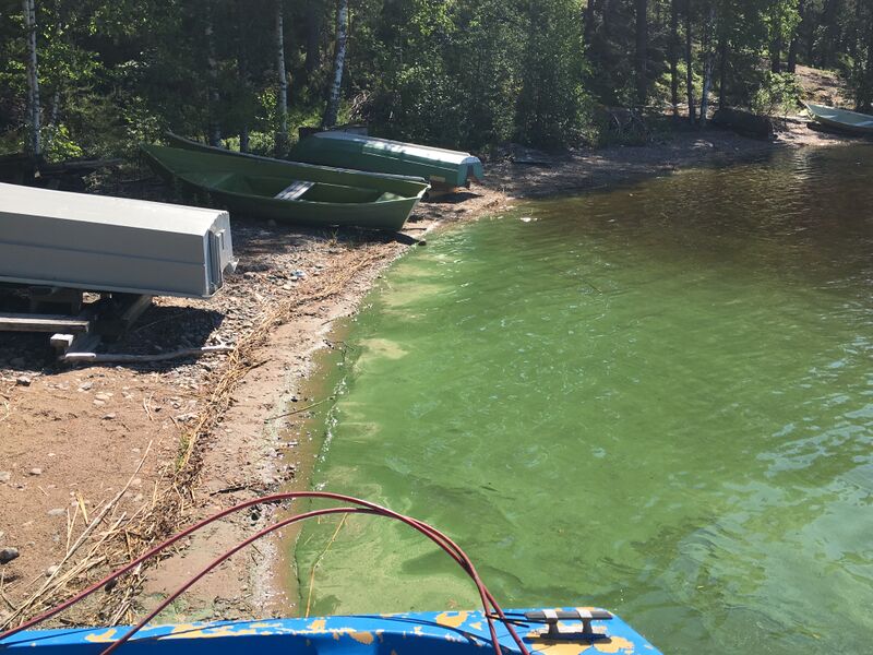 Tiedosto:Saimaa (04.112.1.001)-Rantaharjun ranta-ObsIMG-201906161230-61.jpeg