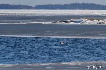 Sipoon saaristo-Kalllahden kärki-ObsIMG-201703112024-22.jpg