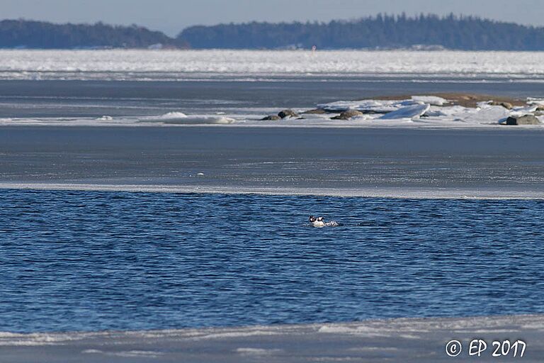 Sipoon saaristo-Kalllahden kärki-ObsIMG-201703112024-22.jpg