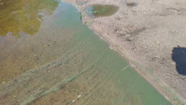 Vihnusjärvi (35.213.1.001)-Mummolan ranta-ObsIMG-202406280954-667e5e87955fb.png