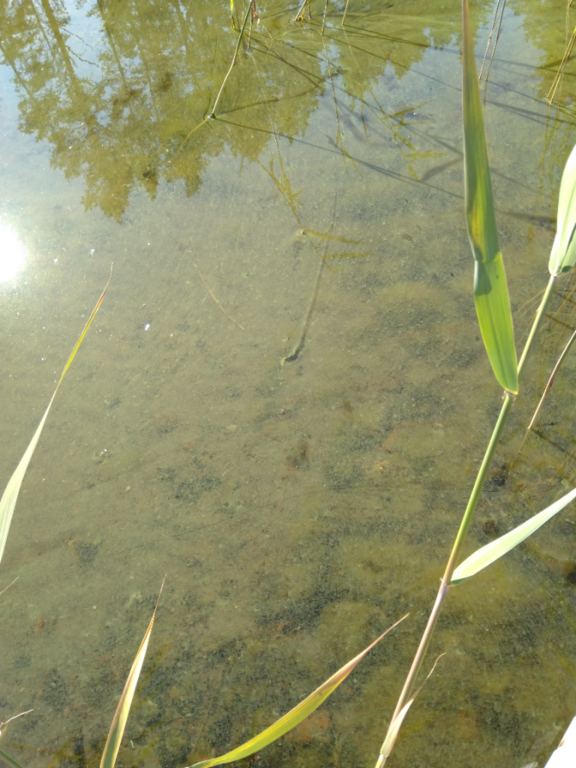 Flatöfjärden-Ryssö sund, Tröttviken-ObsIMG-202107030932-60e033fd571f5.png