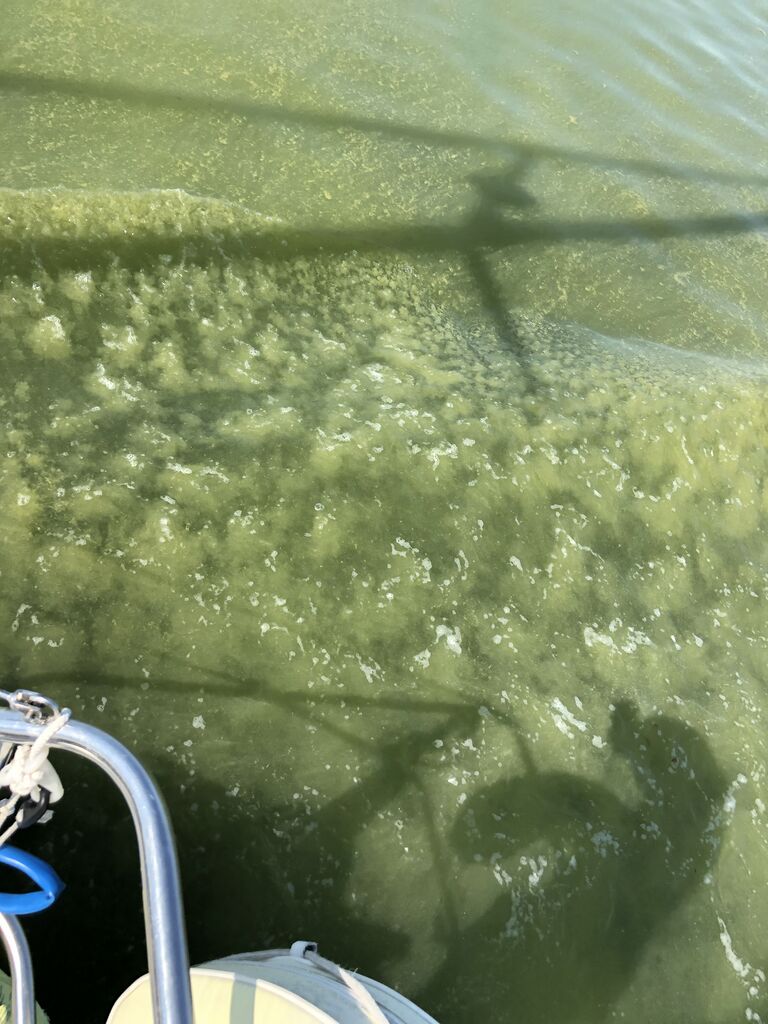 Hangon läntisen selän ulkosaaristoalue-Örö-ObsIMG-201907282322-10.jpeg