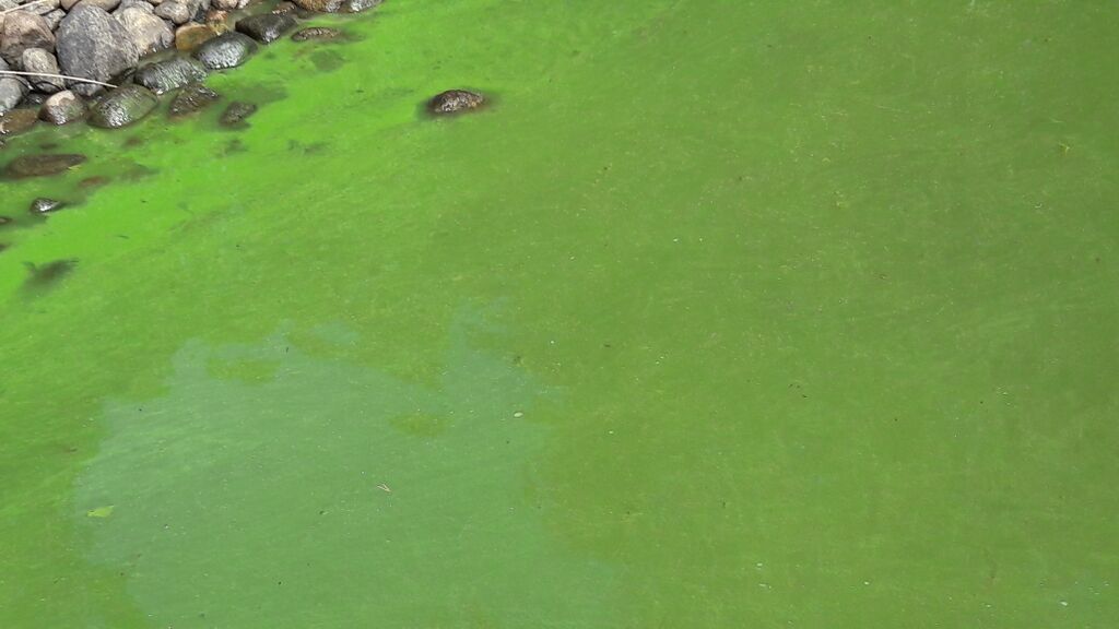 Hauhonselkä (35.772.1.001)-Alvettula-ObsALG-201907211225-0.jpg