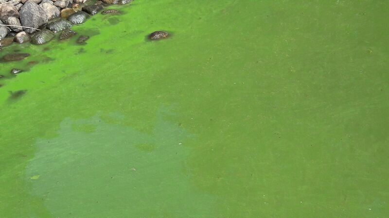 Tiedosto:Hauhonselkä (35.772.1.001)-Alvettula-ObsALG-201907211225-0.jpg