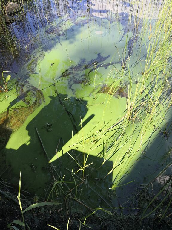 Kallavesi (yhd.)-Parviaisniemi-ObsIMG-202006281953-19.jpg