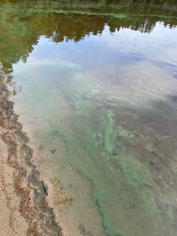 Kallavesi (yhd.)-Vaajasalo, eteläranta-ObsALG-202507021715-68653fc3a59e4.png