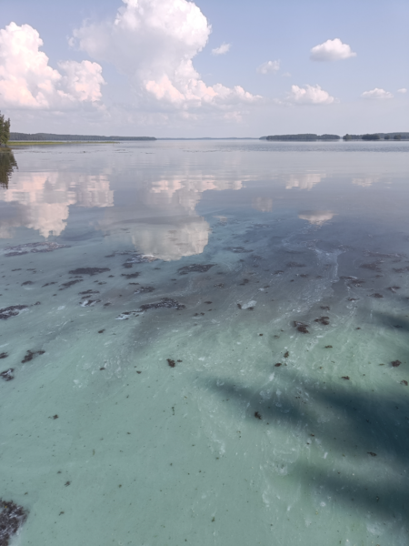 Tiedosto:Pyhäjärvi (04.391.1.001)-Tyytiinlahti-ObsALG-202507131531-6873a8572451a.png