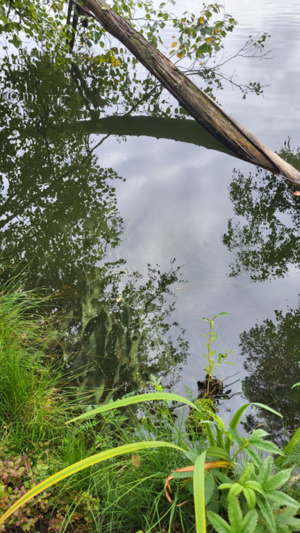 Vähä Tiilijärvi (14.244.1.004)-Lounaisranta-ObsALG-202508261607-1756213665662.png