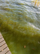 Iso-Torava (23.075.1.003)/Havaintopaikka 1