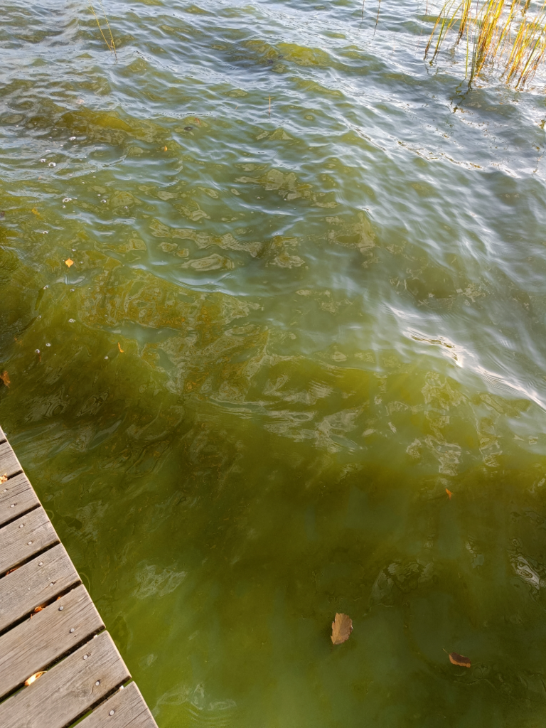 Iso-Torava (23.075.1.003)-Havaintopaikka 1-ObsALG-202510191500-68f64faad88fb.png