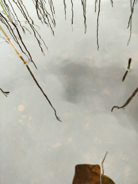 Rytinkijärvi (61.522.1.001)-Valtakunnallinen sinileväseuranta (Rytinkisalmi)-ObsIMG-202407020944-6683a2378a7bf.png