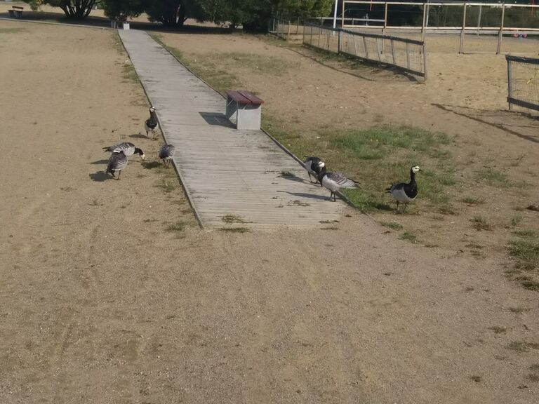 Simpelejärvi (yhd.)-Valtakunnallinen sinileväseuranta (Rantapuiston uimaranta)-ObsIMG-201808281134-83.jpg