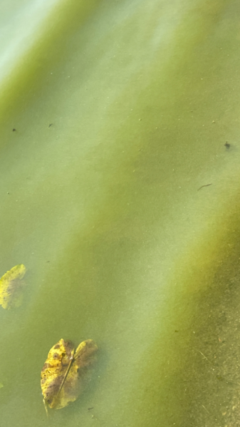 Tiedosto:Ukonvesi (Saimaa) (04.151.1.001)-Launialan uimaranta-ObsALG-202409061424-66dae7d2e5ac0.png