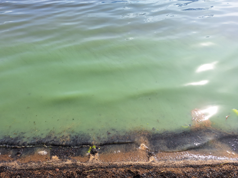 Kuivajärvi (59.943.1.001)-Havaintopaikka 1-ObsIMG-202407171617-6697c5123afc1.png