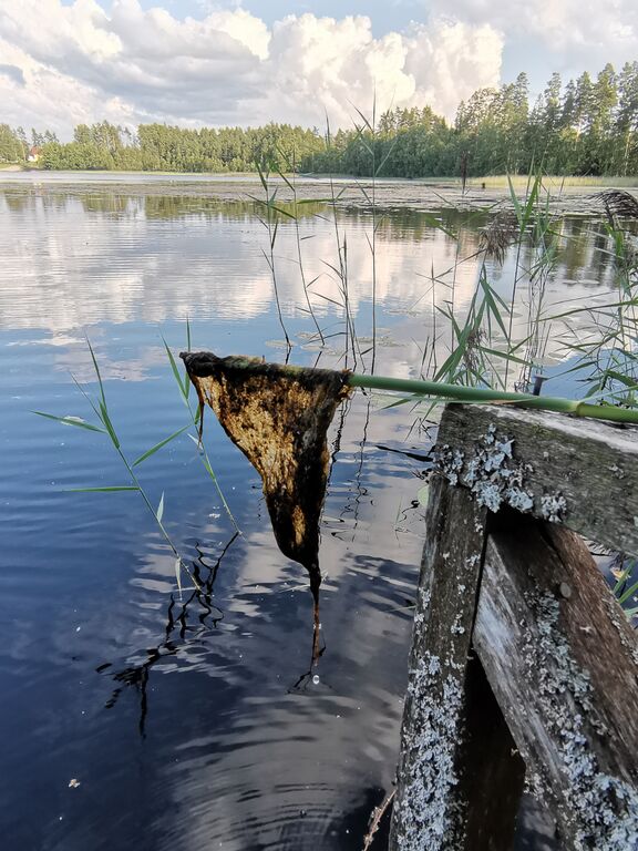 Leskijärvi (35.889.1.005)-Leskijärvi-ObsIMG-202008092028-78.jpg