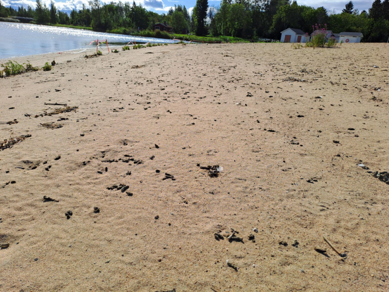 Tiedosto:Raahen edusta-Valtakunnallinen sinileväseuranta (Pikkulahti, uimaranta)-ObsIMG-202508191545-1755609721741.png