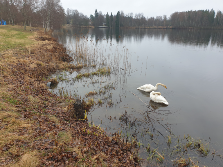 Urpolanlampi (04.152.1.001)-Uusi hulevesiputki-ObsIMG-202504191045-680dfb2bb4e7a.png