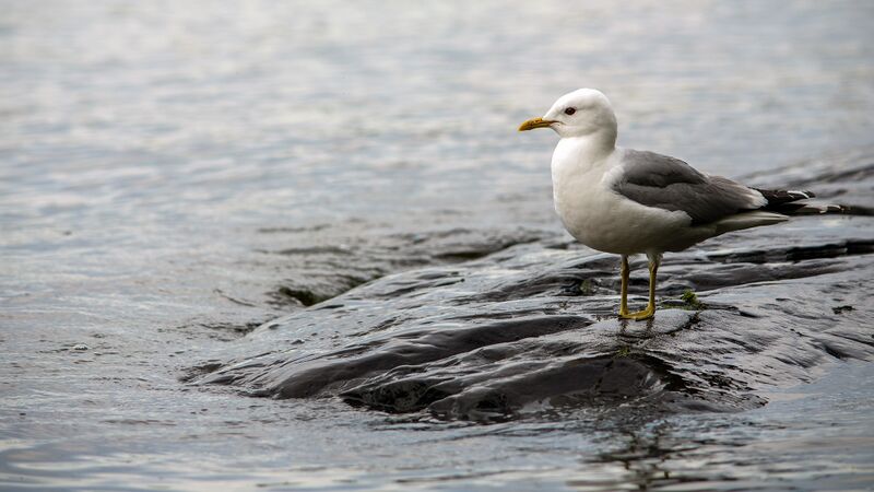 Tiedosto:AdobeStock 597047100 1920x1080.jpg