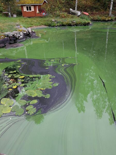 Tiedosto:IMG 20180902 093427.jpg