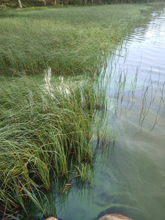 Konsajärvi (65.592.1.017)-Hevoskummun Upseeriparantola-ObsIMG-202507291228-1753781472638.png