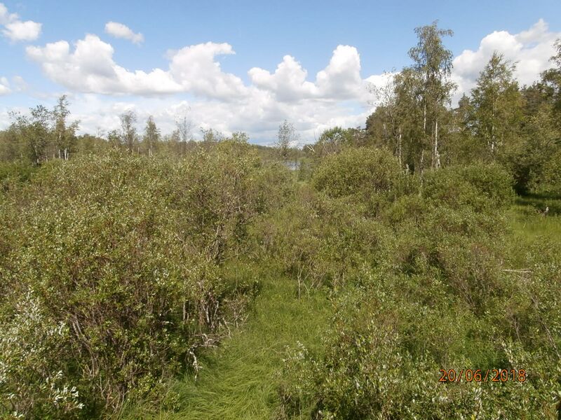 Tiedosto:Nupurinjarven lintutornista pohjoiseen.JPG