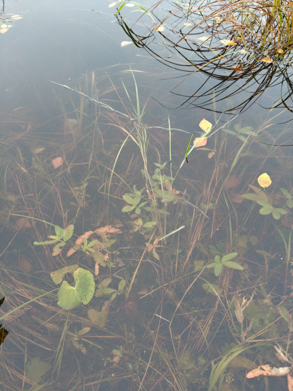 Rytinkijärvi (61.522.1.001)-Valtakunnallinen sinileväseuranta (Rytinkisalmi)-ObsIMG-202509090713-1757391285545.png