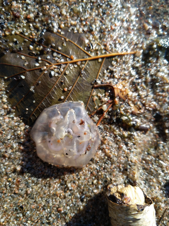 Villinki-Furuvikin uimaranta-ObsJELLY-202110191441-616eaff62e951.png