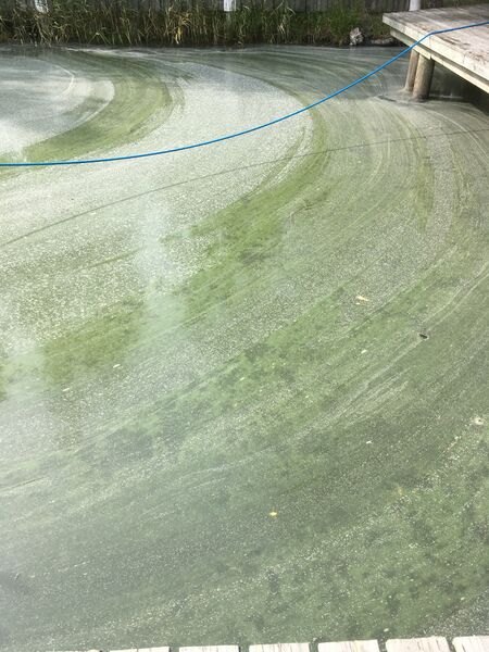 Tiedosto:Hirvensalo - Kakskerta-Särkilahti-ObsIMG-201808311219-97.jpeg