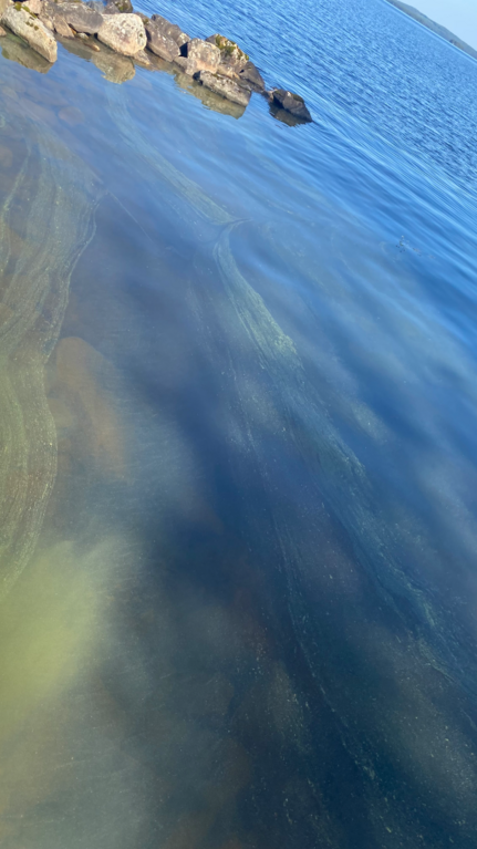 Juojärvi (04.711.1.004)-Paronlahdentie-ObsIMG-202507141730-6875153159f8b.png