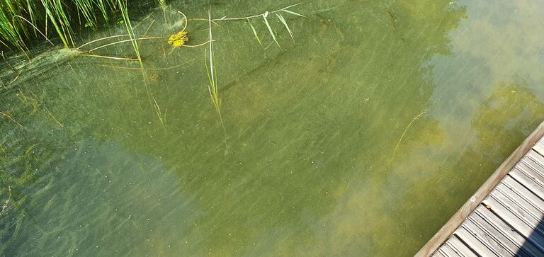 Kirmusjärvi (23.024.1.002)-Havaintopaikka 1-ObsALG-202008211445-12.jpg