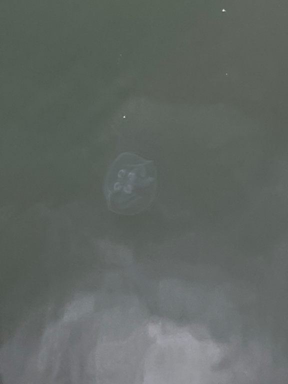 Kruunuvuorenselkä-Tuorinniemen uimaranta-ObsIMG-202209021800-631227270a074.png