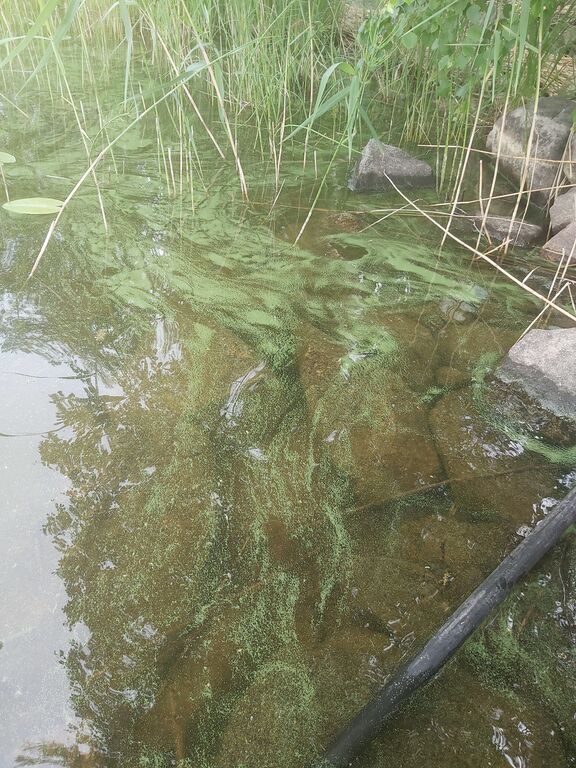 Leppävesi (14.311.1.001)-Manunsaari-ObsALG-202006191725-93.jpg