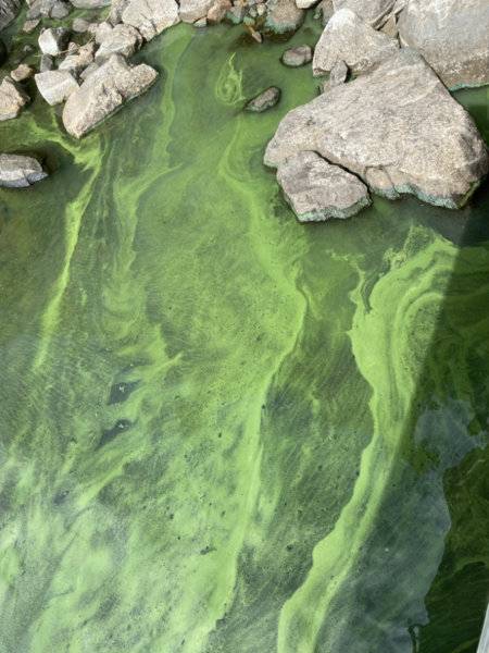 Tiedosto:Mallasvesi (35.711.1.001)-Havaintopaikka 2-ObsALG-202307100830-64acecd281125.png