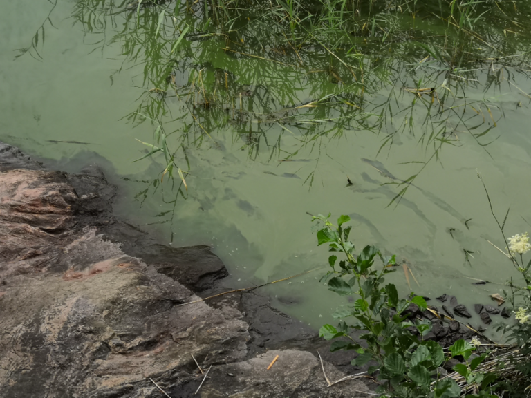 Rauman edusta-Puksula-ObsALG-202207131118-62ce80b0141b8.png